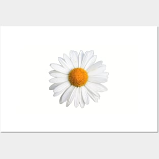 White Daisy Posters and Art